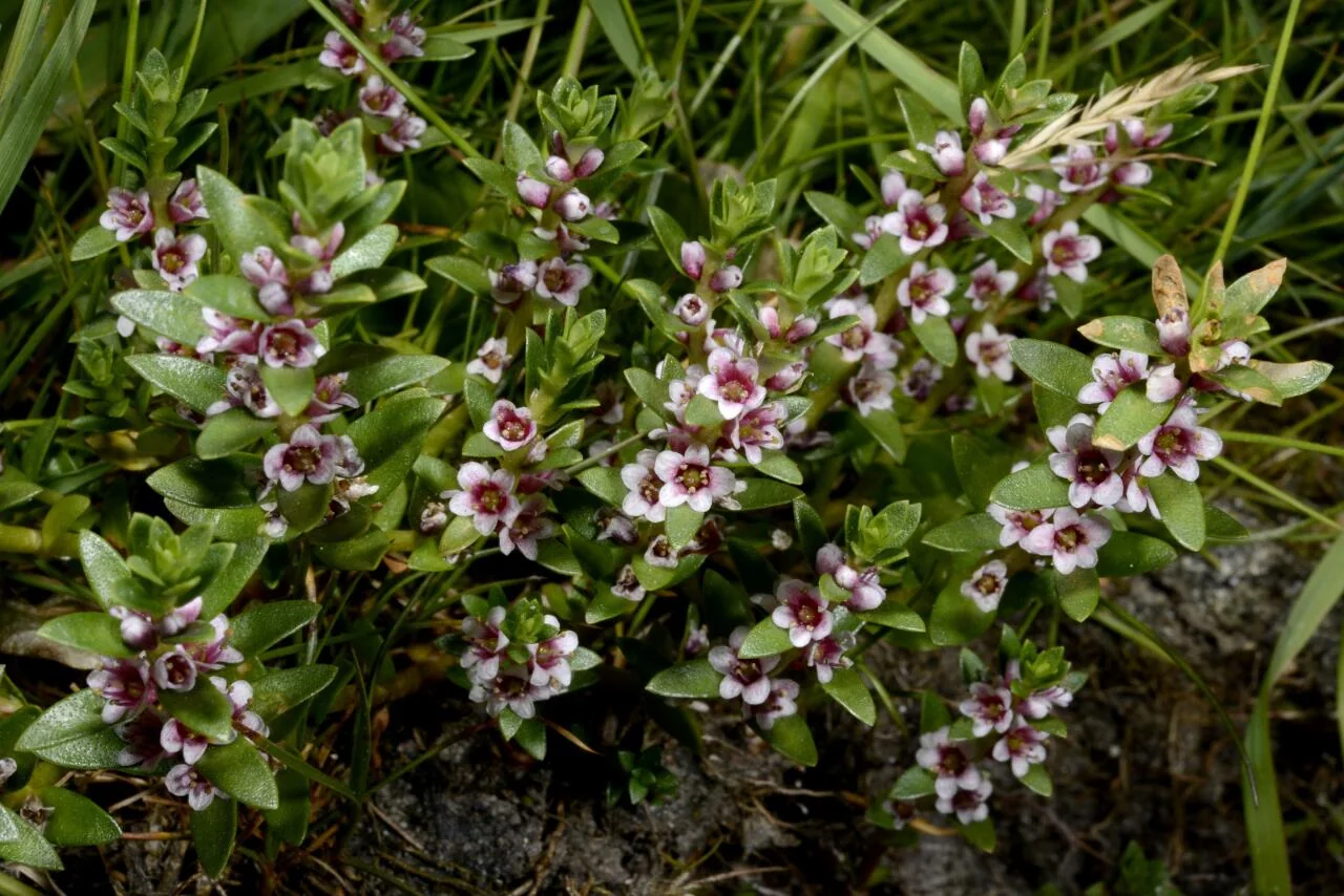 Lysimachia maritima photograph from the Finnish Biodiversity Information Facility