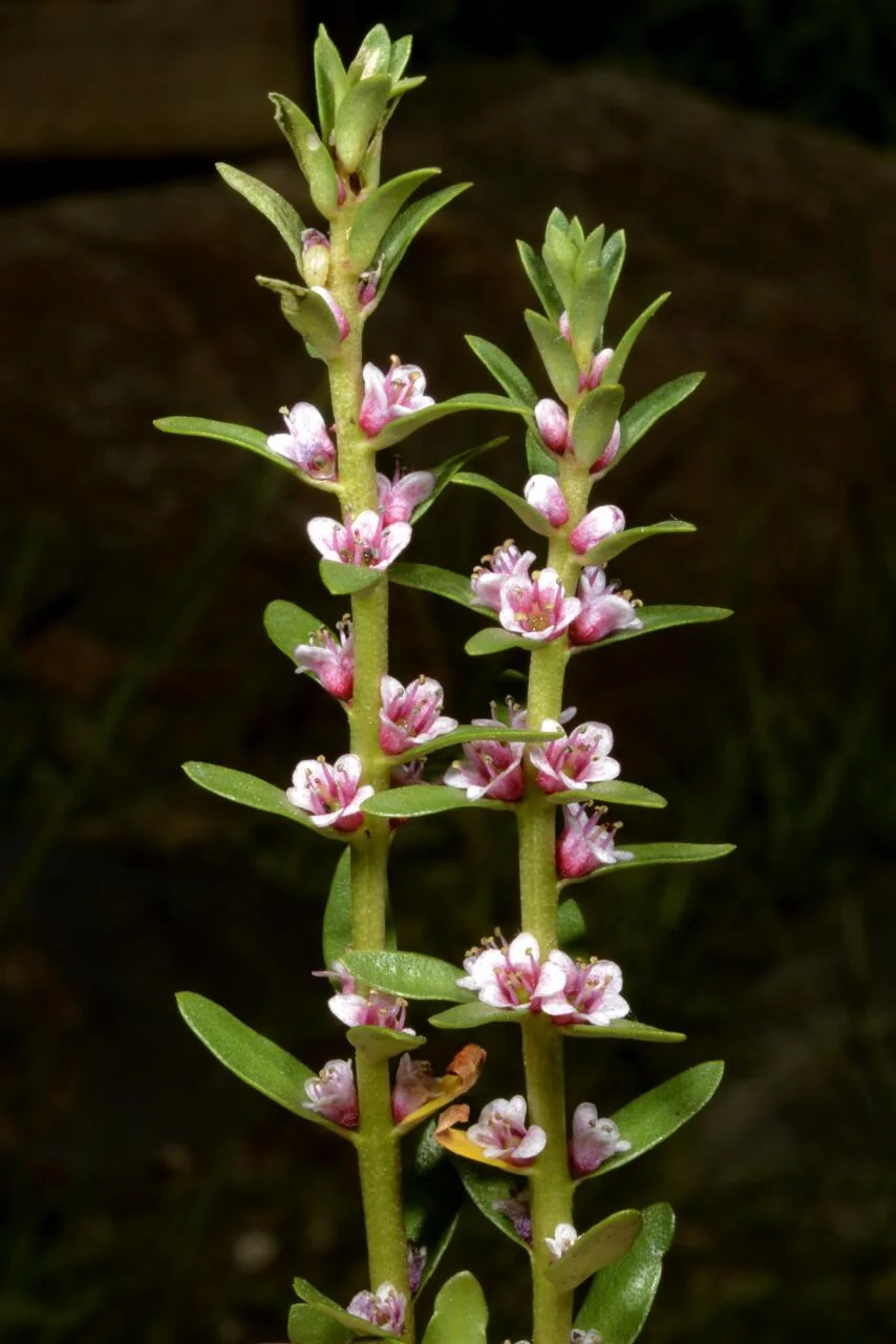 Lysimachia maritima photograph from the Finnish Biodiversity Information Facility