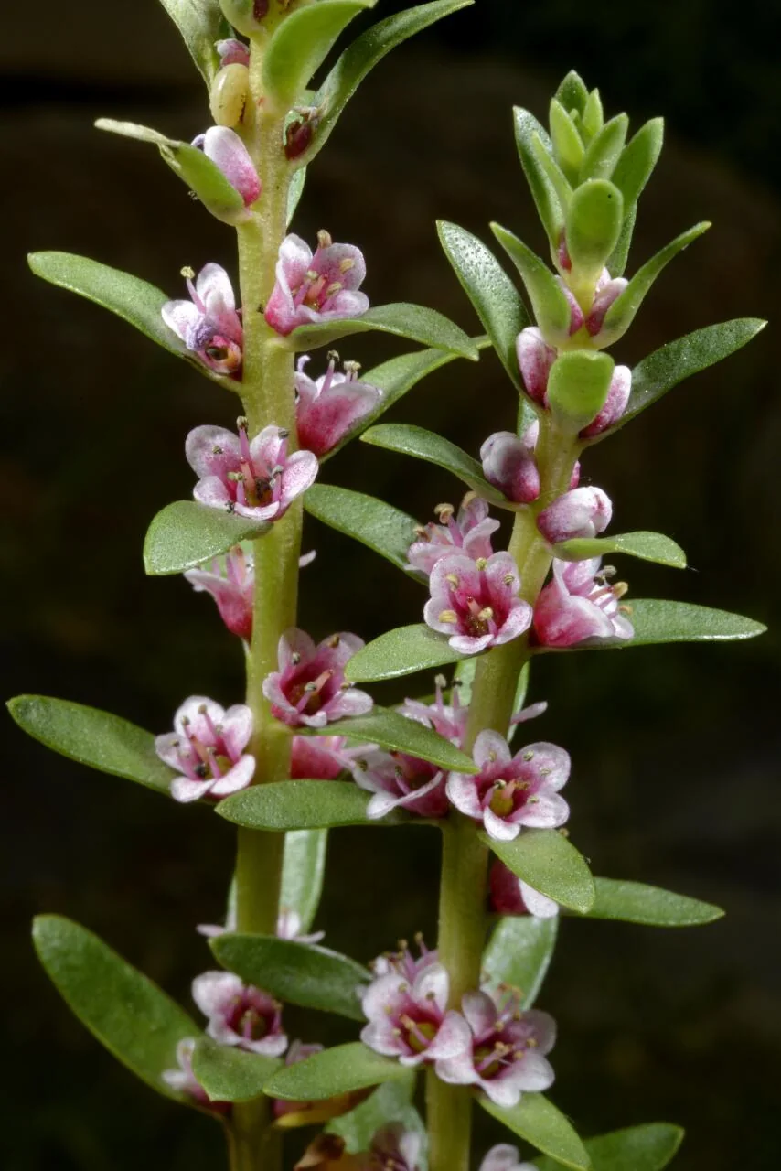 Lysimachia maritima photograph from the Finnish Biodiversity Information Facility