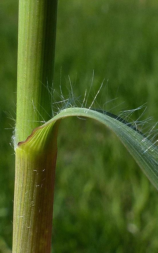 Molinia caerulea photograph from the Finnish Biodiversity Information Facility