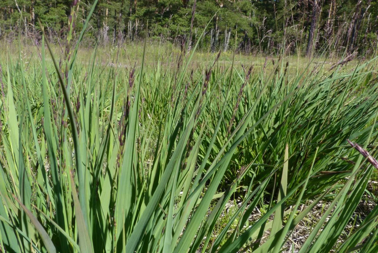 Molinia caerulea photograph from the Finnish Biodiversity Information Facility