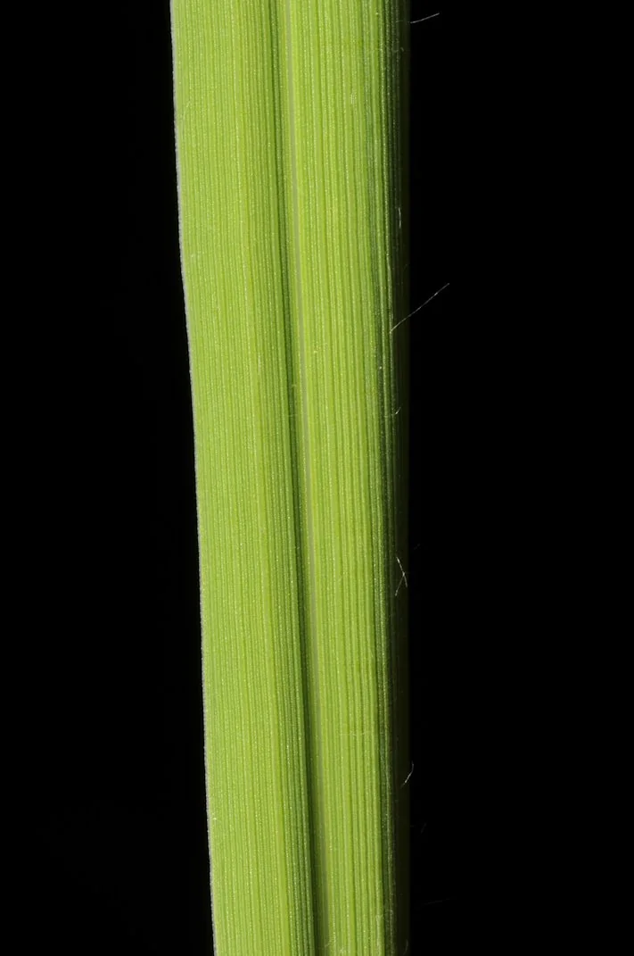 Molinia caerulea photograph from the Finnish Biodiversity Information Facility