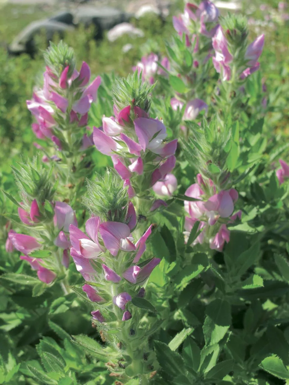 Ononis spinosa subsp. arvensis photograph from the Finnish Biodiversity Information Facility