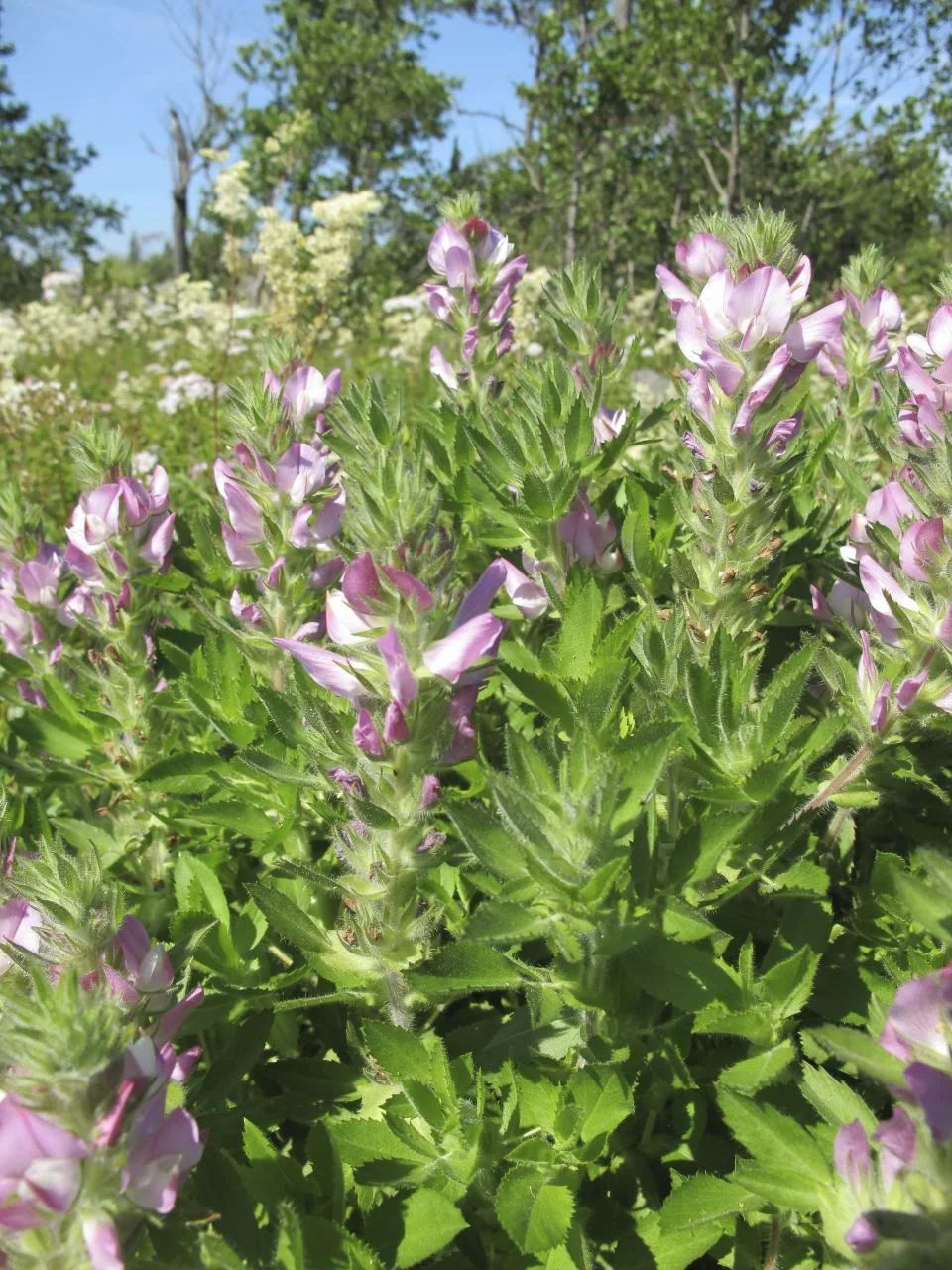 Ononis spinosa subsp. arvensis photograph from the Finnish Biodiversity Information Facility