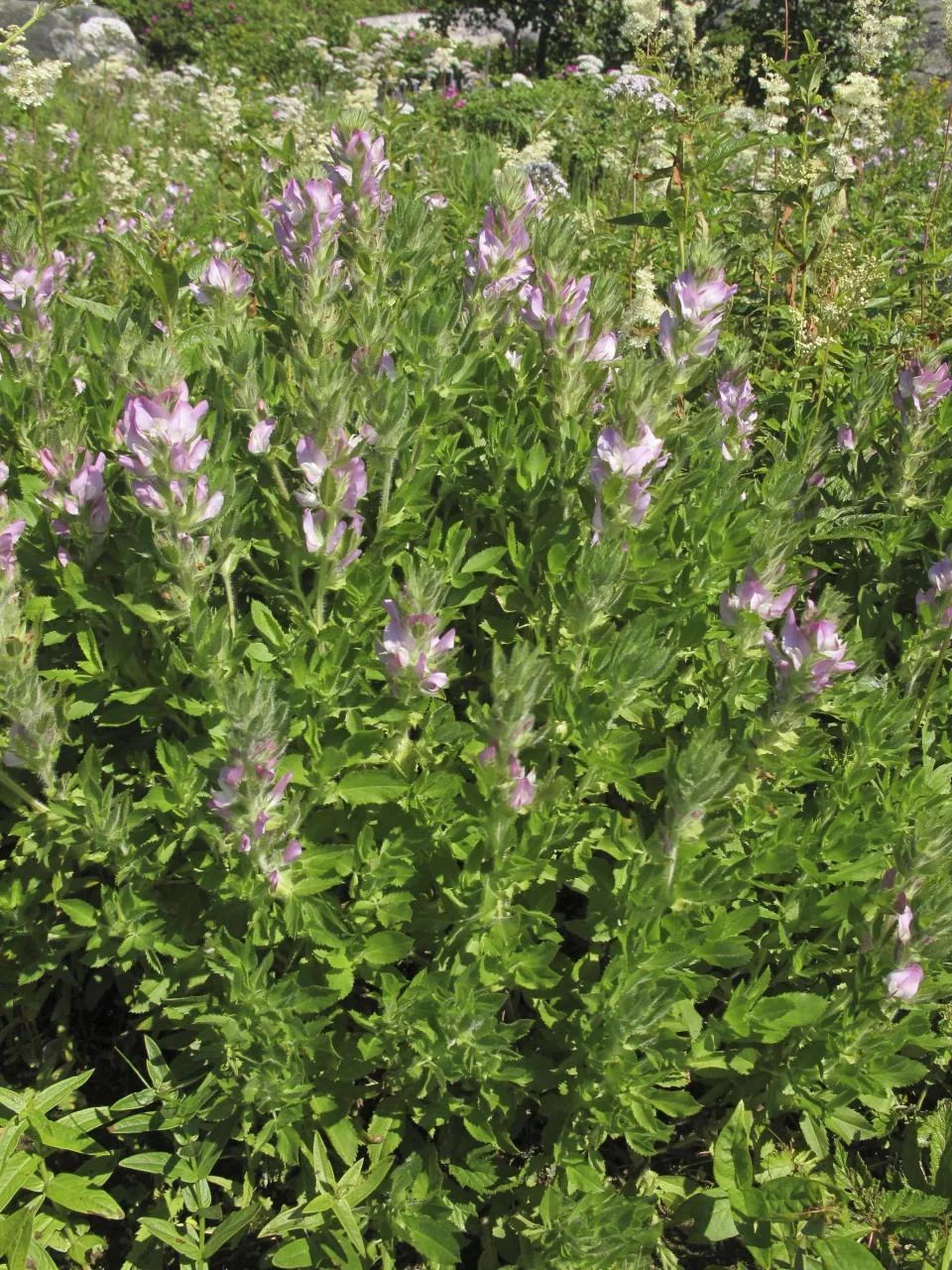 Ononis spinosa subsp. arvensis photograph from the Finnish Biodiversity Information Facility