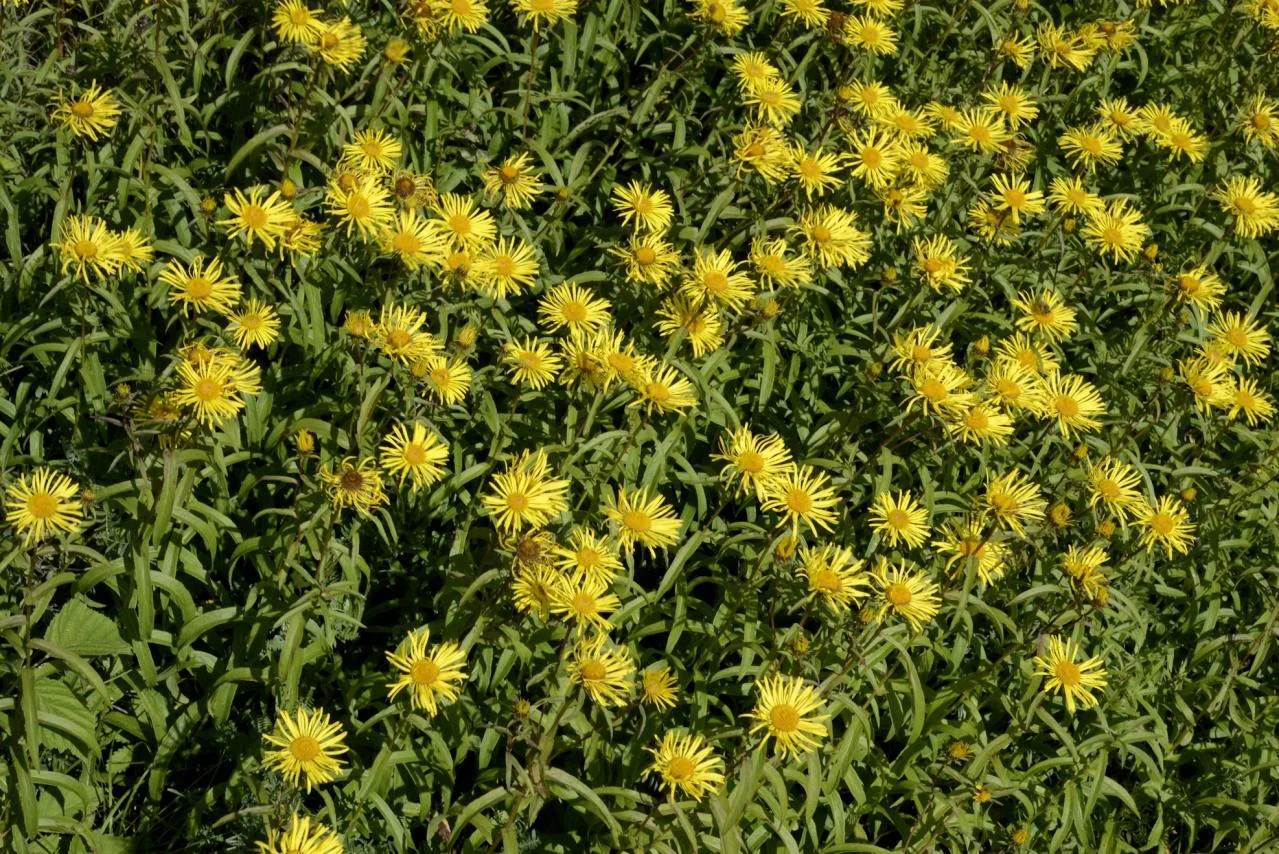 Pentanema salicinum photograph from the Finnish Biodiversity Information Facility