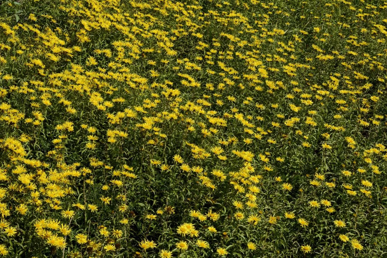 Pentanema salicinum photograph from the Finnish Biodiversity Information Facility