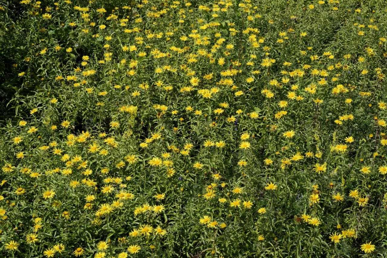 Pentanema salicinum photograph from the Finnish Biodiversity Information Facility