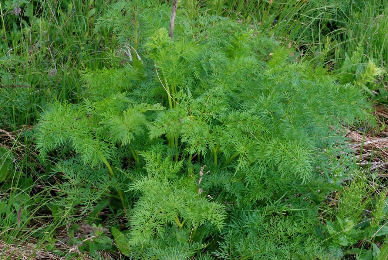 Peucedanum palustre photograph from the Finnish Biodiversity Information Facility