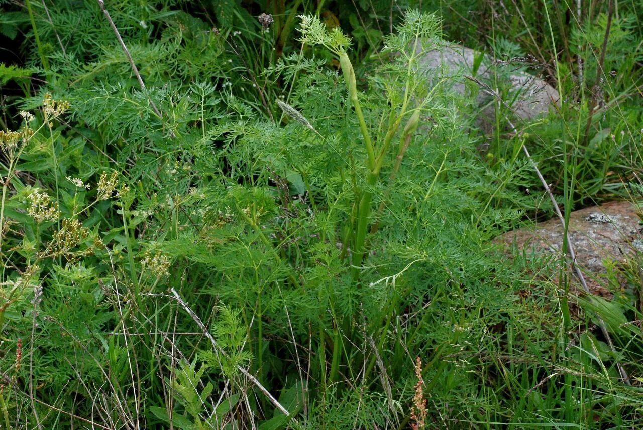 Peucedanum palustre photograph from the Finnish Biodiversity Information Facility