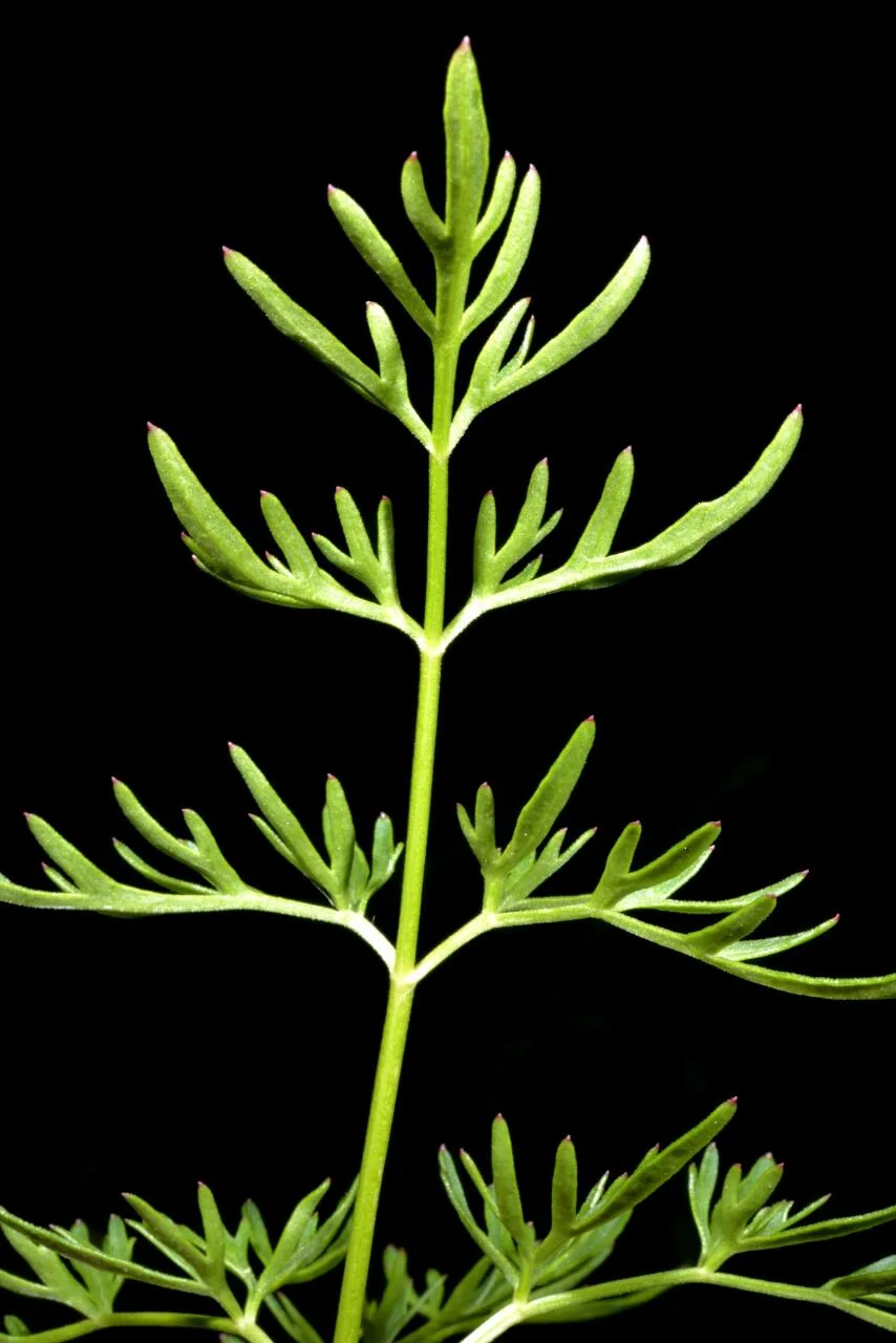 Peucedanum palustre photograph from the Finnish Biodiversity Information Facility