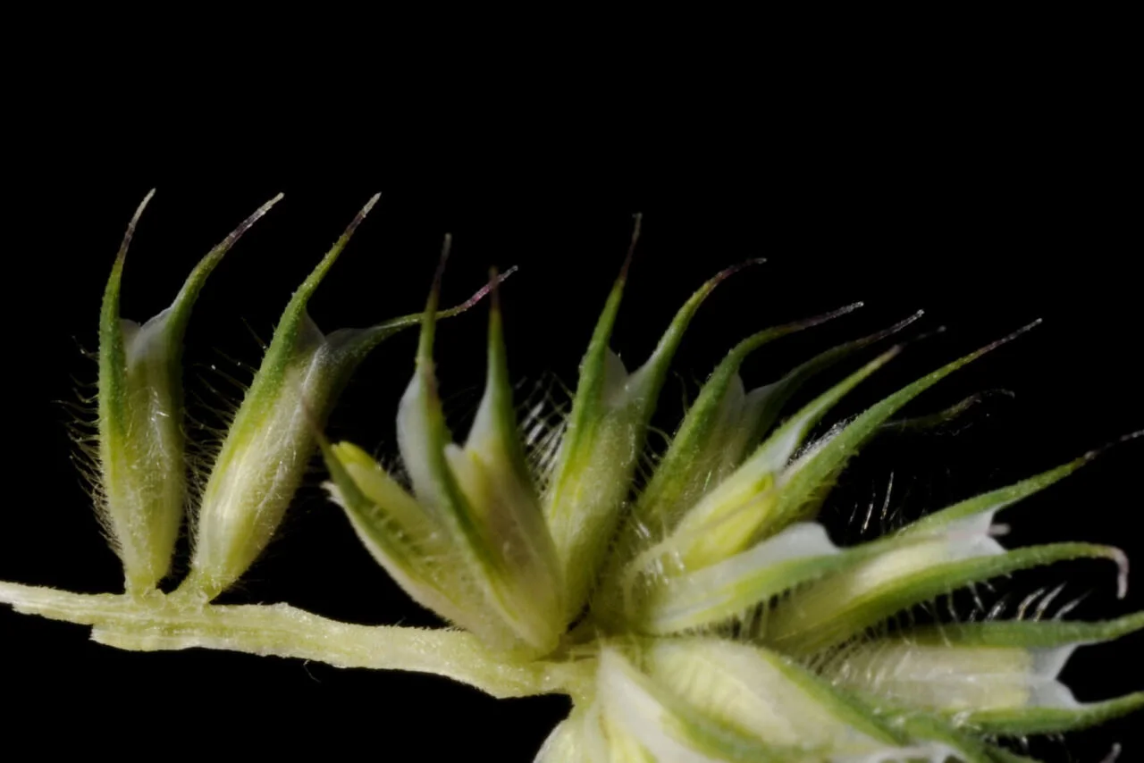 Phleum pratense photograph from the Finnish Biodiversity Information Facility