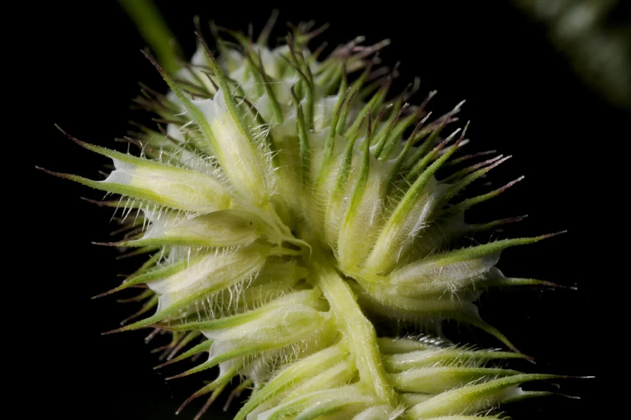 Phleum pratense photograph from the Finnish Biodiversity Information Facility