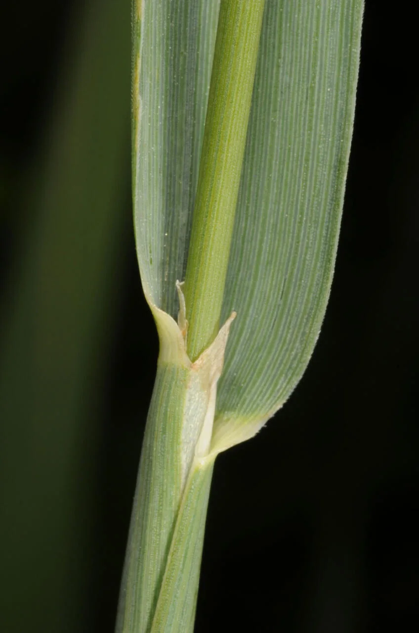 Phleum pratense photograph from the Finnish Biodiversity Information Facility