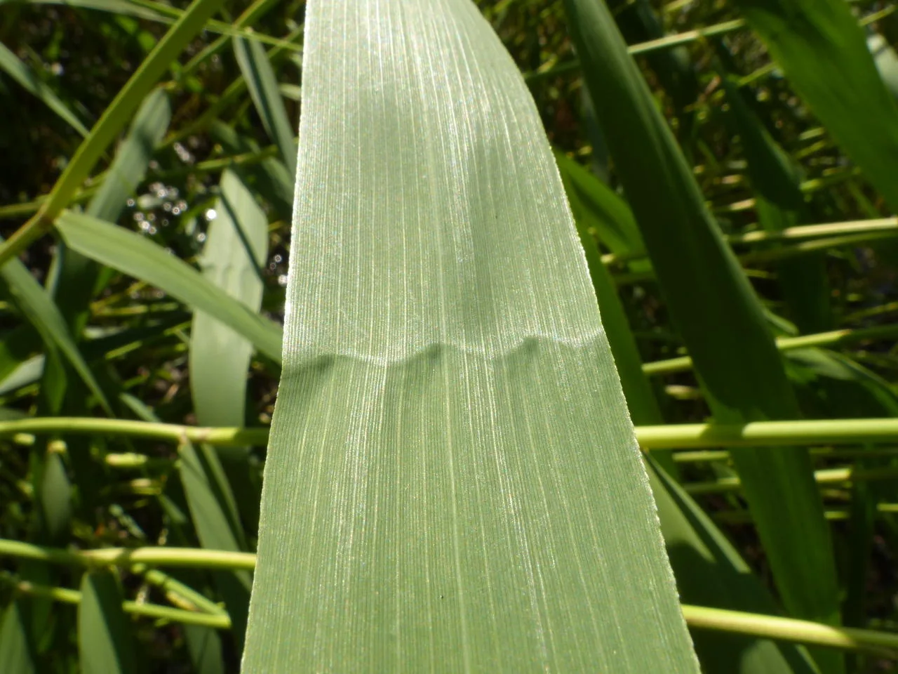 Phragmites australis photograph from the Finnish Biodiversity Information Facility