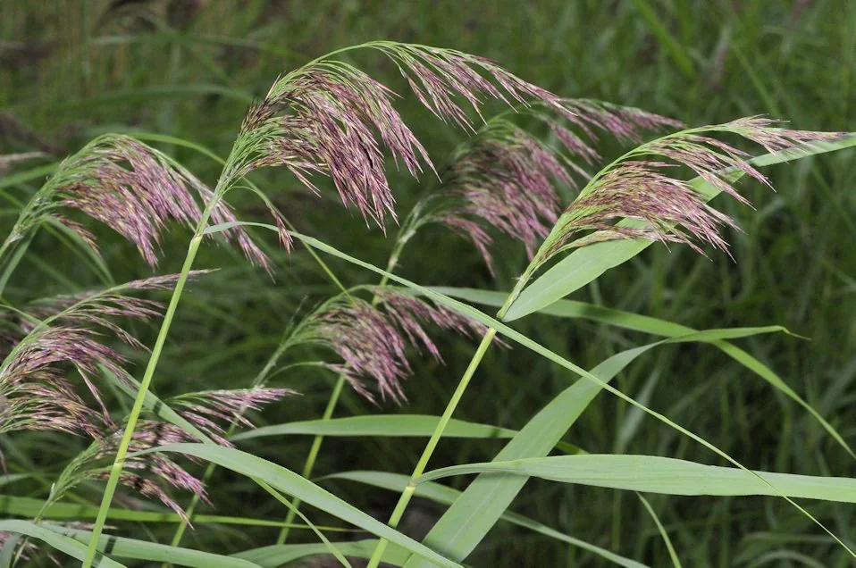 Phragmites australis photograph from the Finnish Biodiversity Information Facility