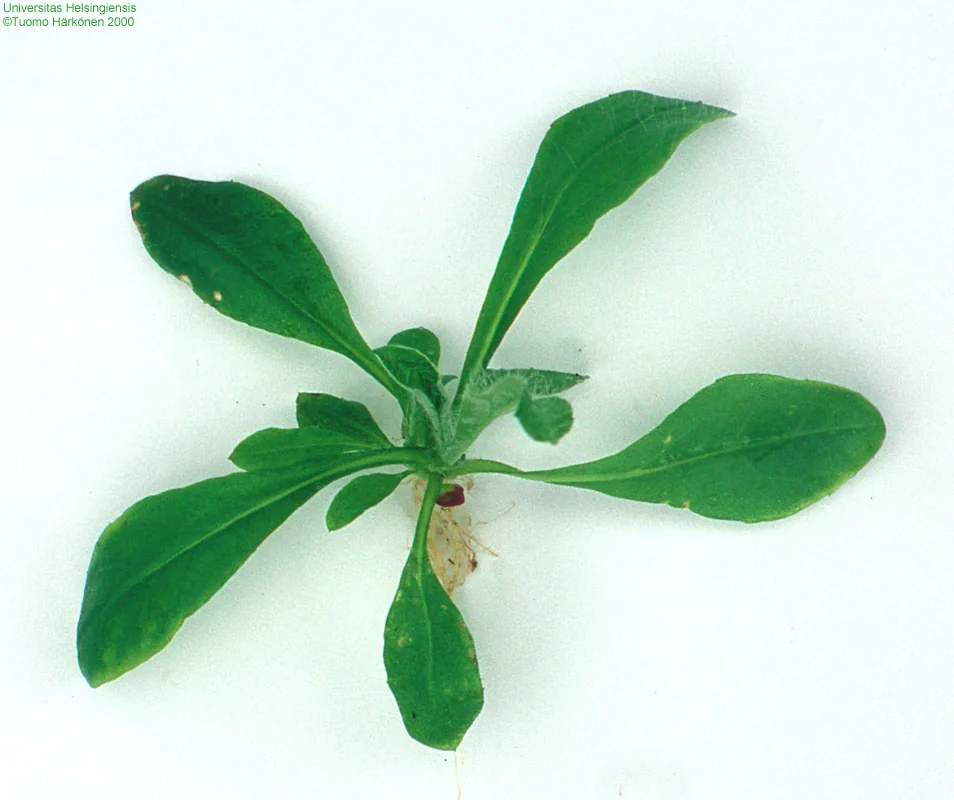 Pilosella officinarum photograph from the Finnish Biodiversity Information Facility