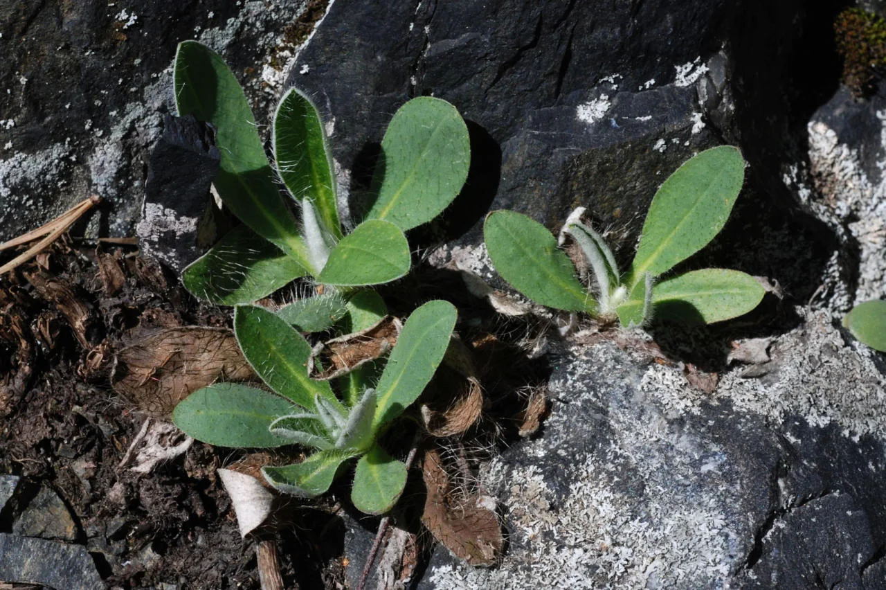 Pilosella officinarum photograph from the Finnish Biodiversity Information Facility