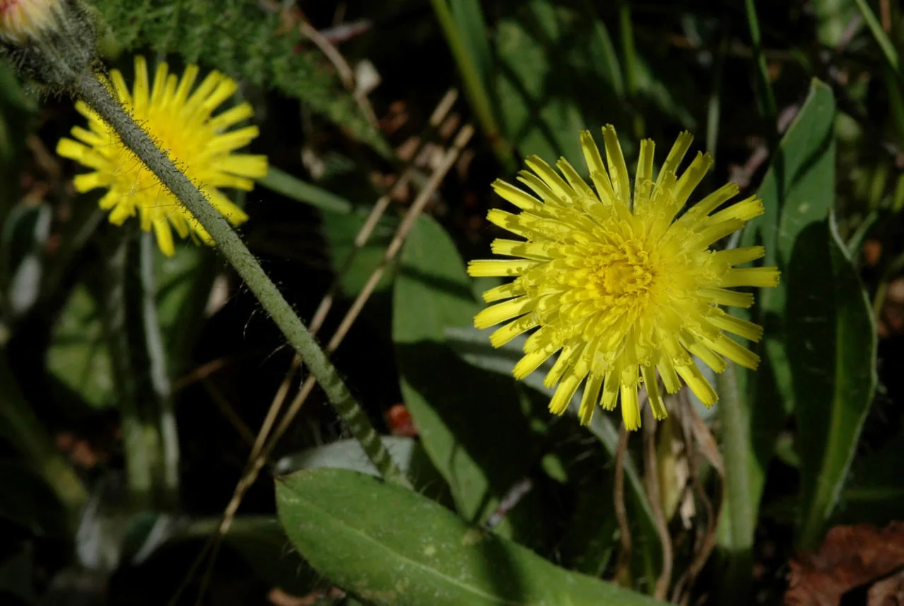 Pilosella officinarum photograph from the Finnish Biodiversity Information Facility