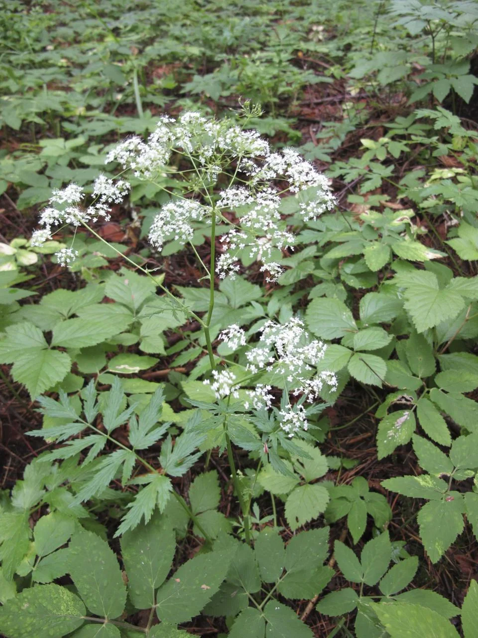 Pimpinella major photograph from the Finnish Biodiversity Information Facility