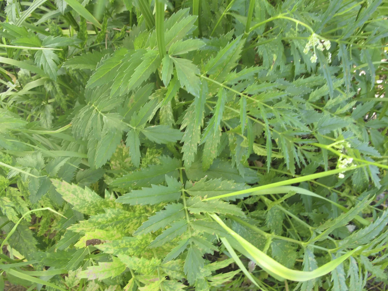 Pimpinella major photograph from the Finnish Biodiversity Information Facility
