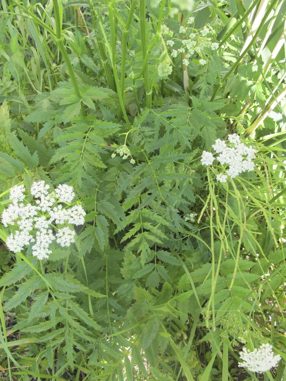 Pimpinella major photograph from the Finnish Biodiversity Information Facility