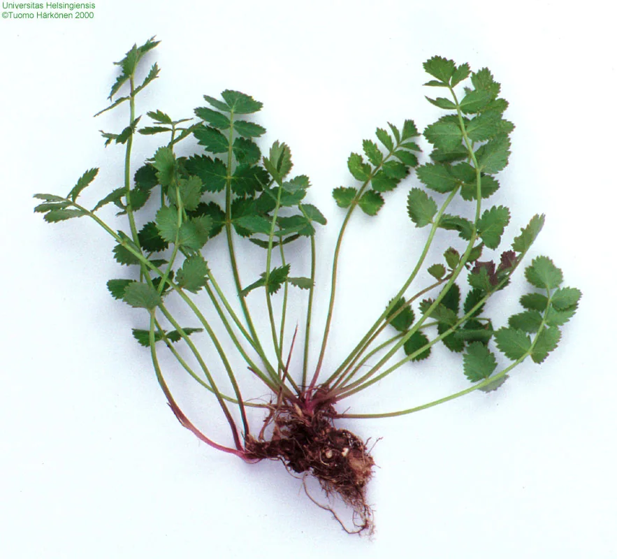 Pimpinella saxifraga photograph from the Finnish Biodiversity Information Facility