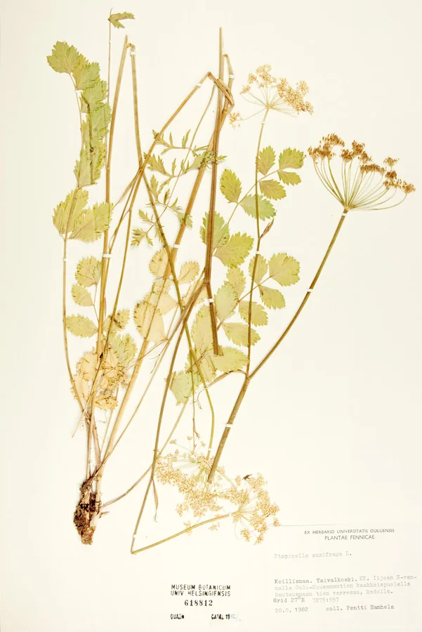Pimpinella saxifraga photograph from the Finnish Biodiversity Information Facility