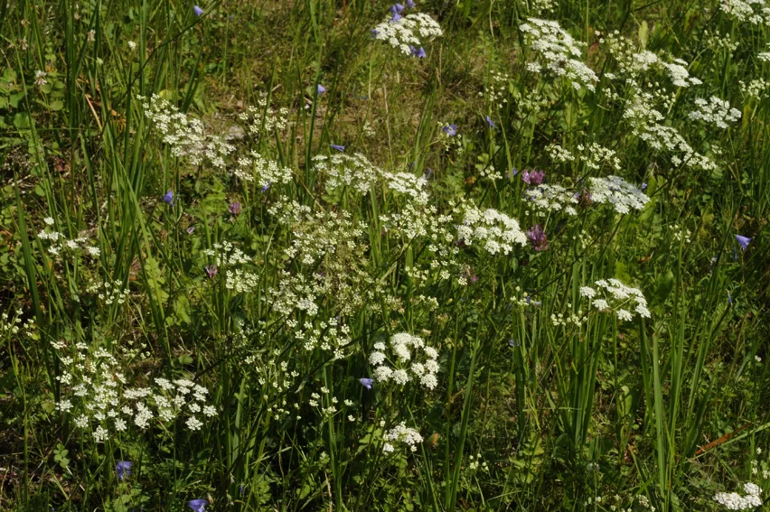 Pimpinella saxifraga photograph from the Finnish Biodiversity Information Facility