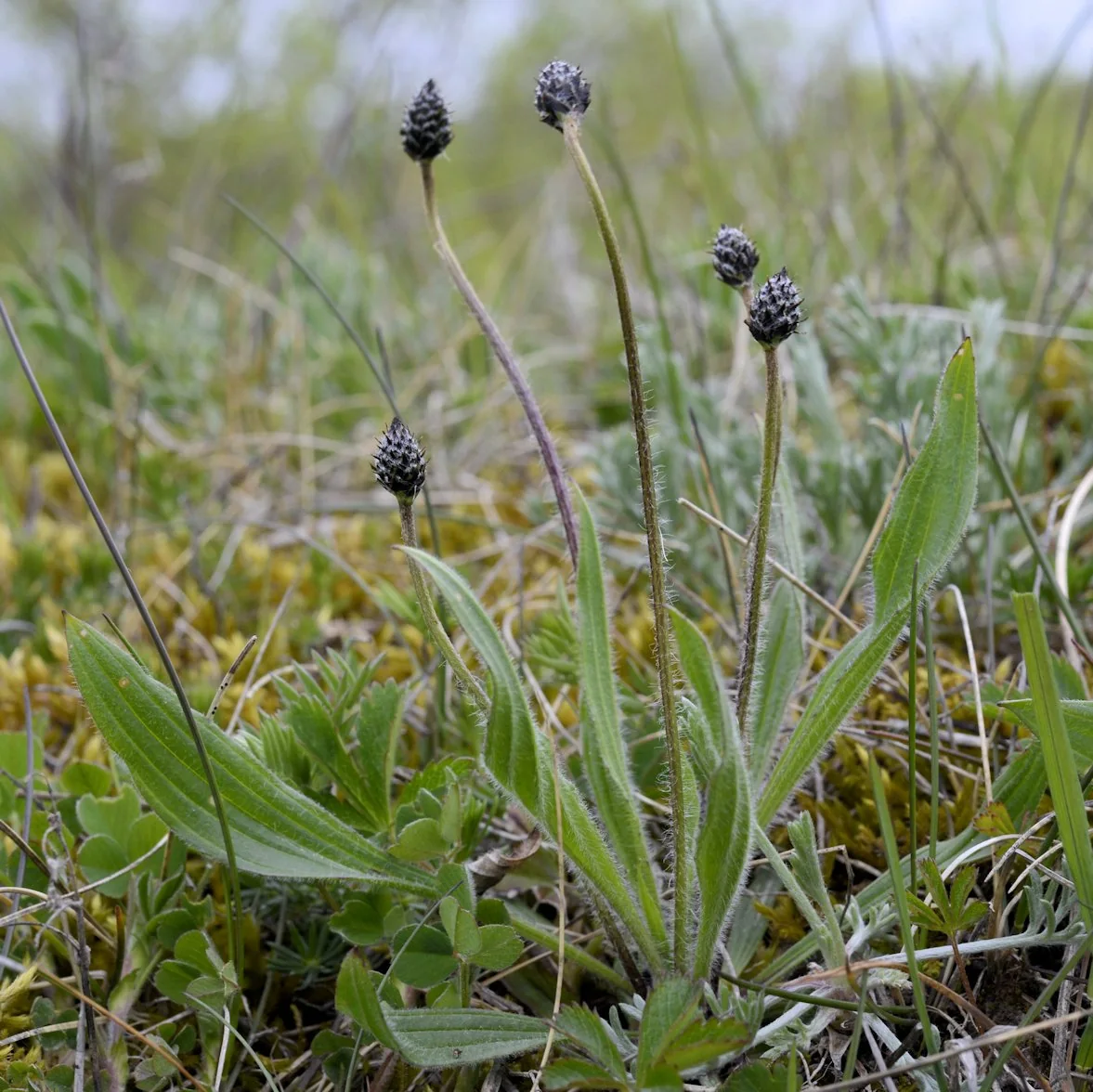 Plantago lanceolata photograph from the Finnish Biodiversity Information Facility