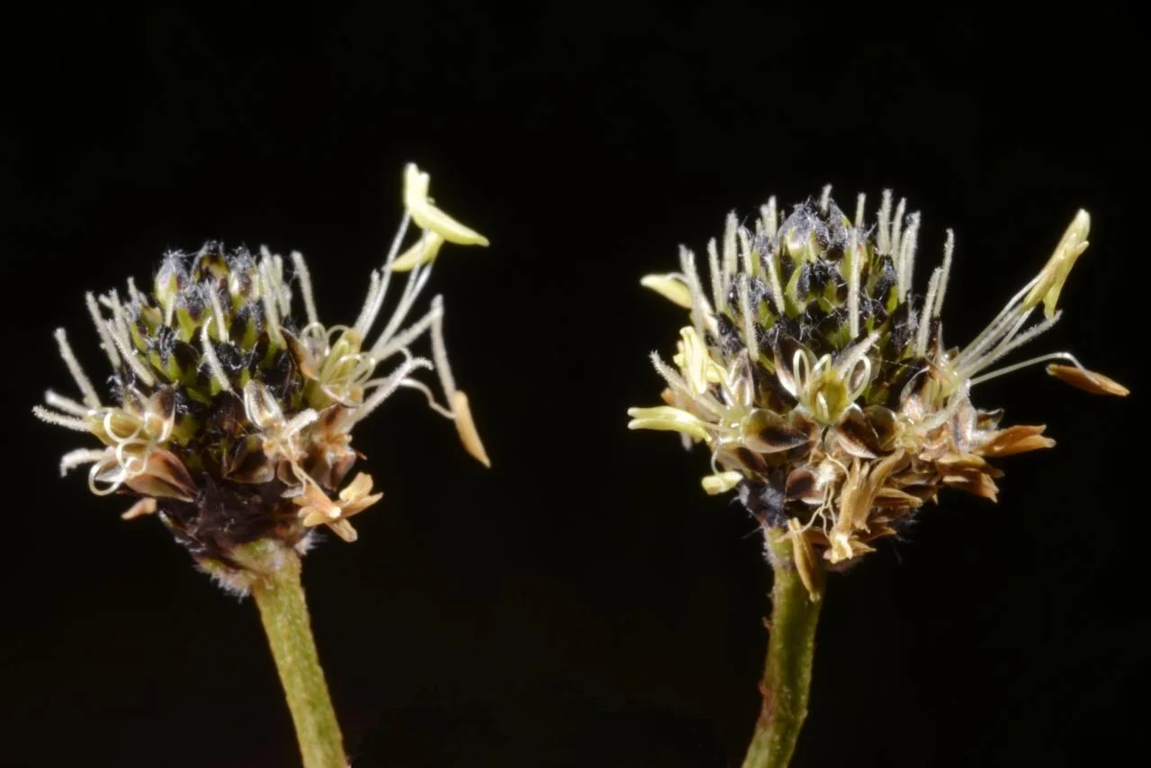 Plantago lanceolata photograph from the Finnish Biodiversity Information Facility