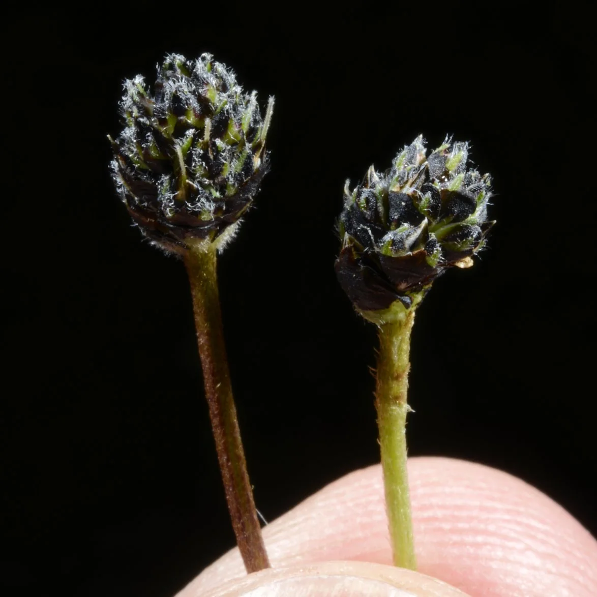 Plantago lanceolata photograph from the Finnish Biodiversity Information Facility