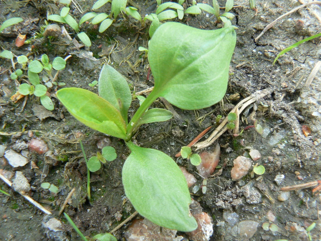 Plantago major photograph from the Finnish Biodiversity Information Facility