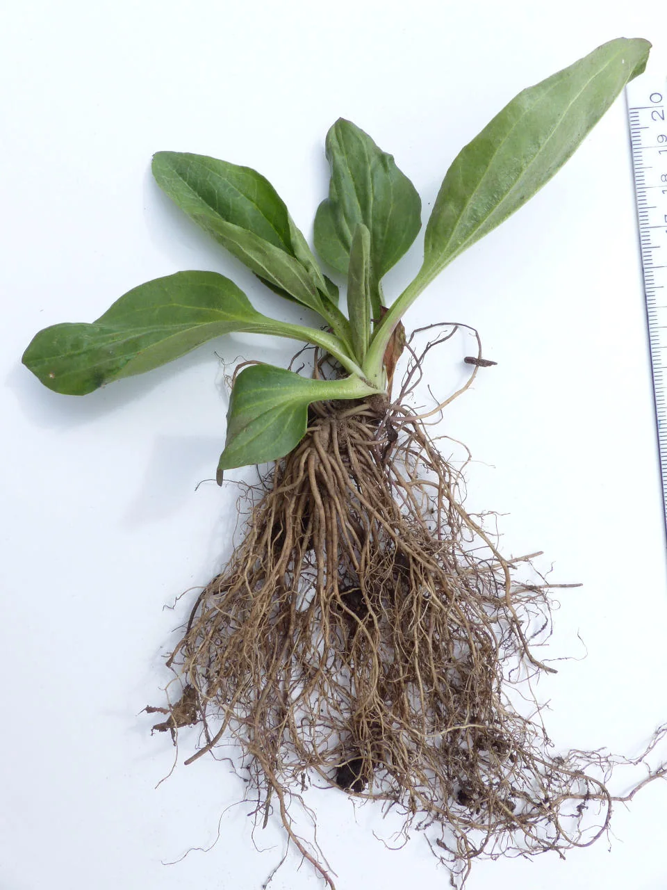 Plantago major photograph from the Finnish Biodiversity Information Facility