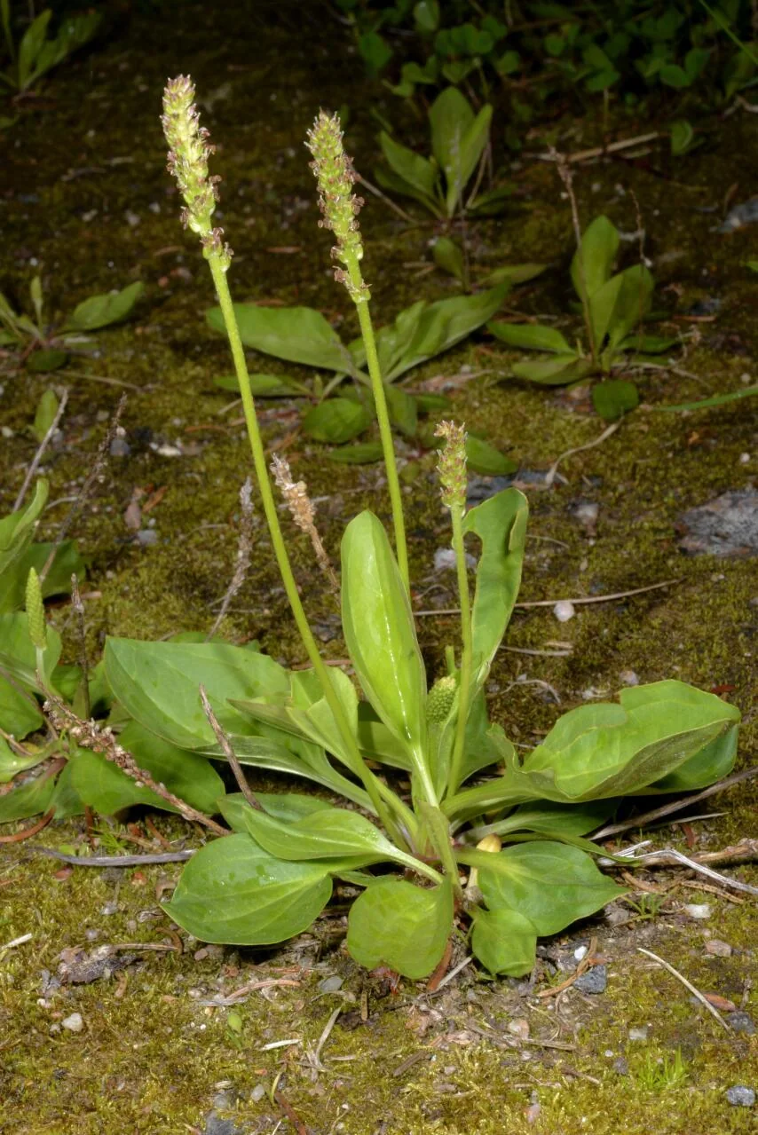 Plantago major photograph from the Finnish Biodiversity Information Facility