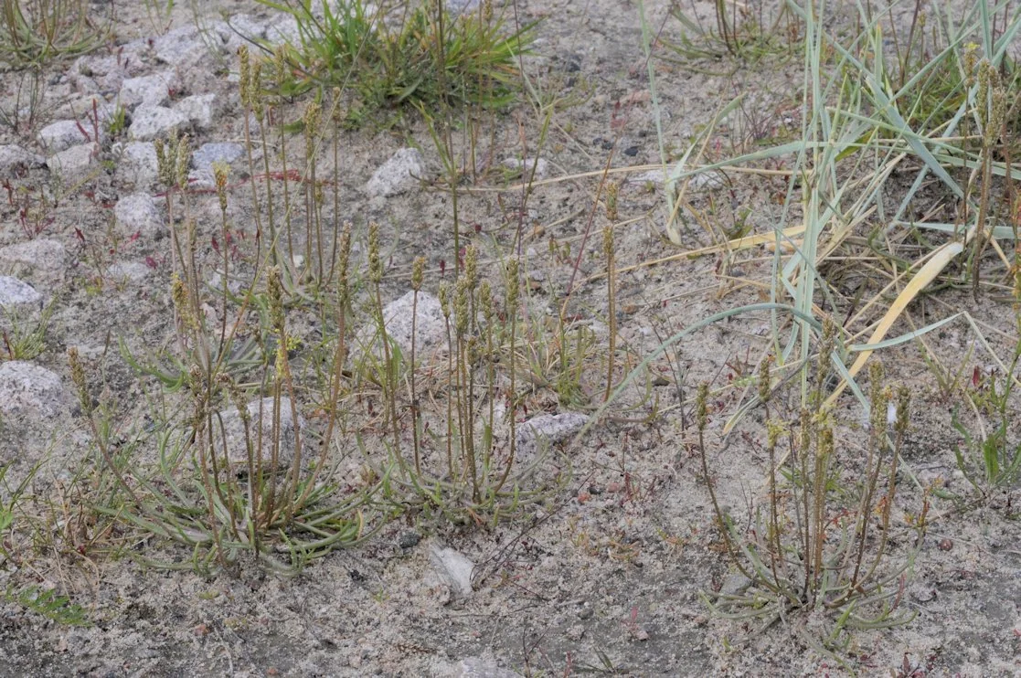 Plantago maritima photograph from the Finnish Biodiversity Information Facility