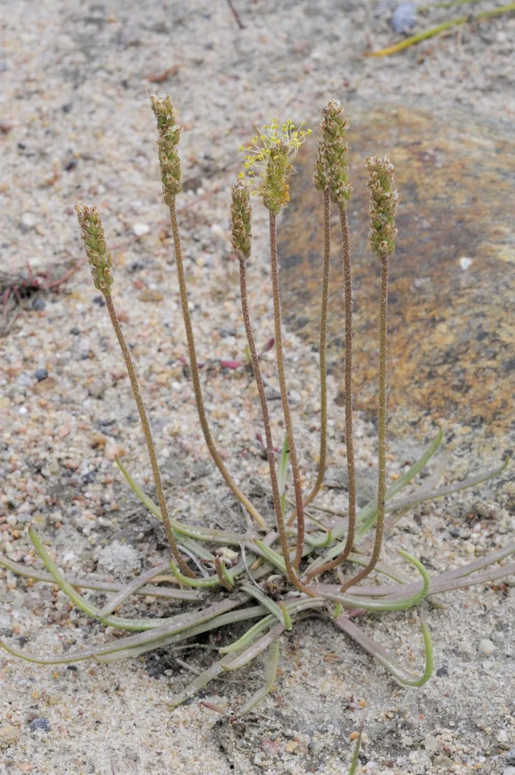 Plantago maritima photograph from the Finnish Biodiversity Information Facility