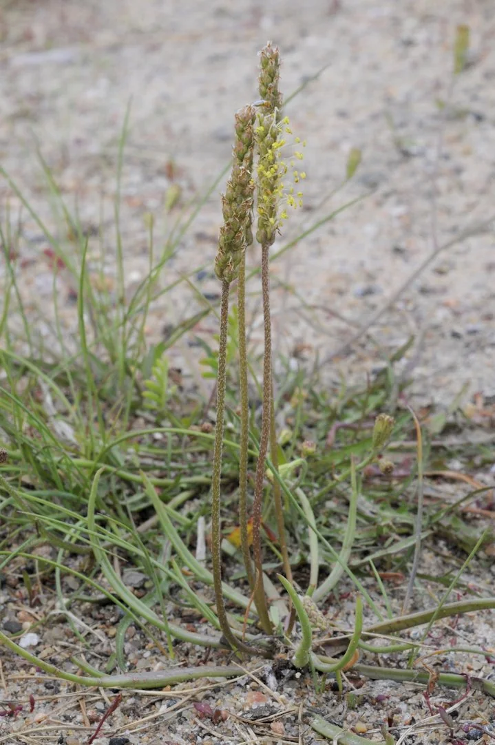 Plantago maritima photograph from the Finnish Biodiversity Information Facility