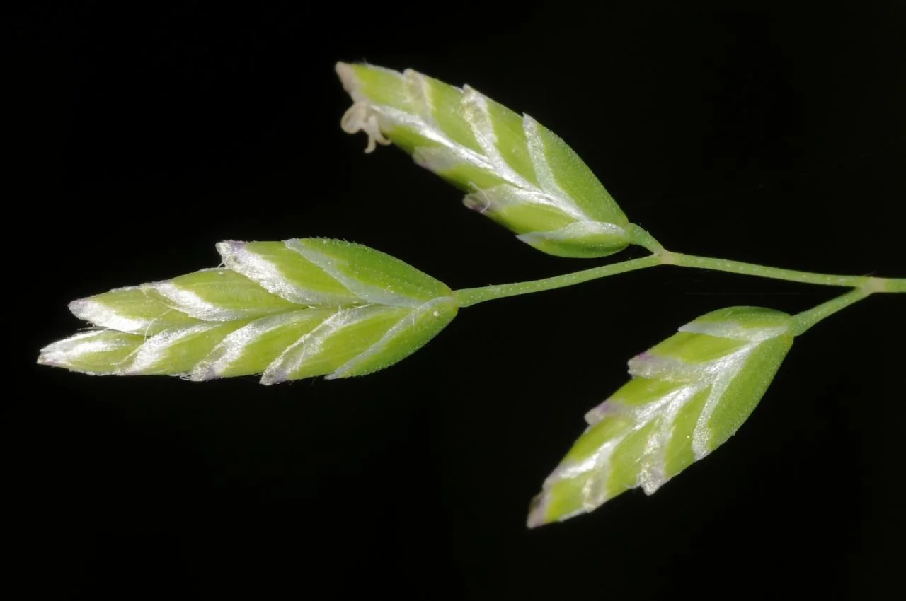 Poa annua photograph from the Finnish Biodiversity Information Facility