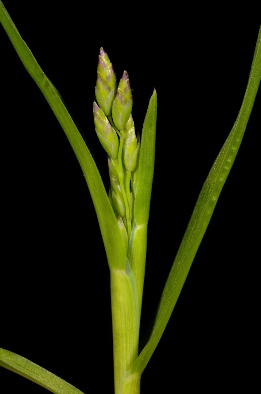 Poa annua photograph from the Finnish Biodiversity Information Facility