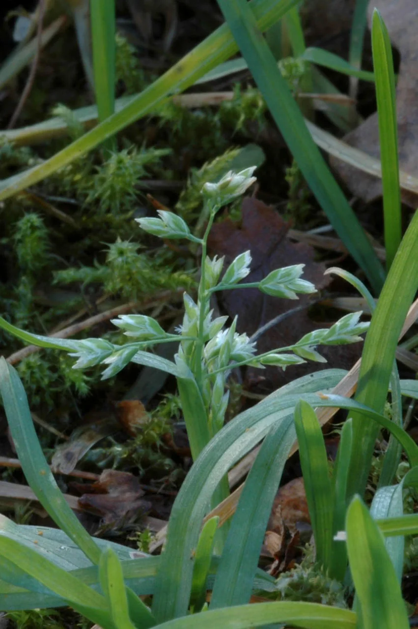Poa annua photograph from the Finnish Biodiversity Information Facility