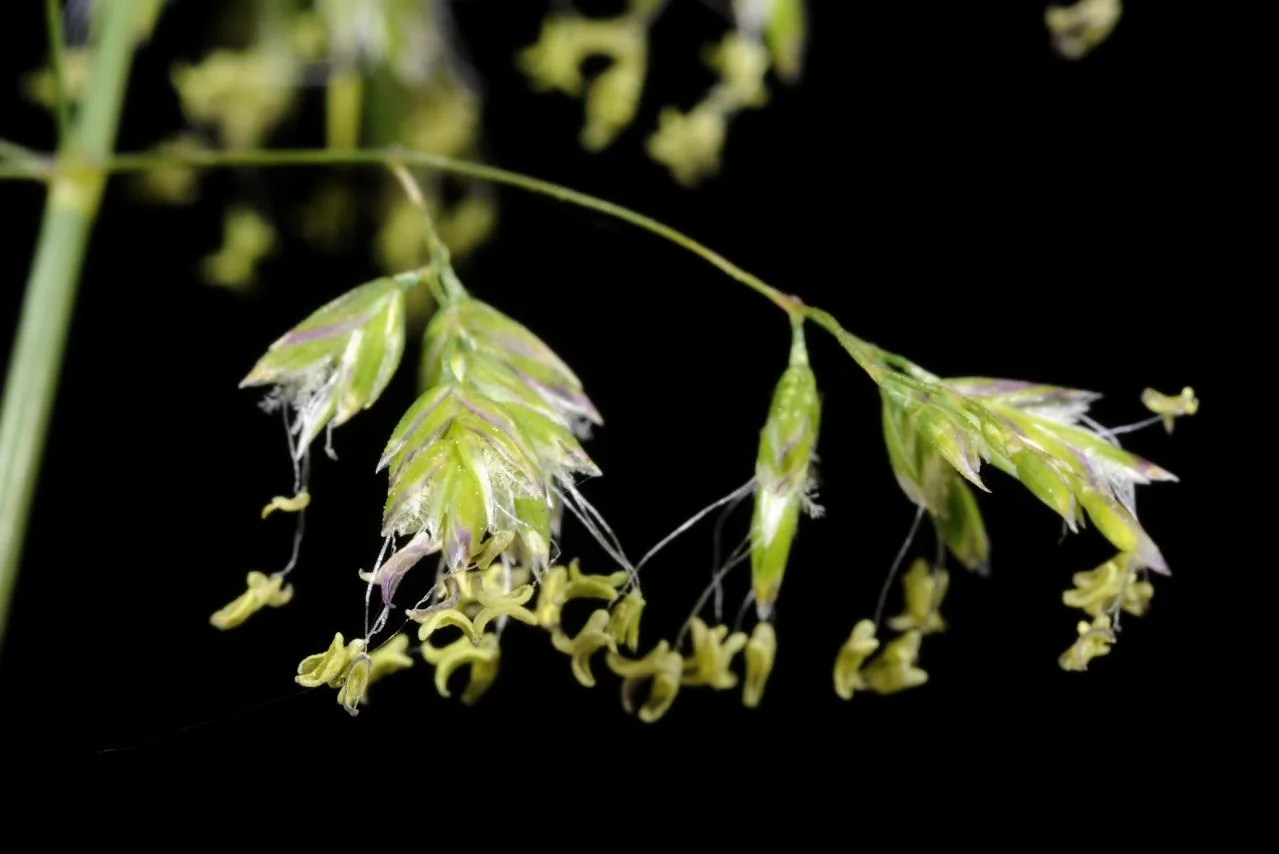 Poa pratensis photograph from the Finnish Biodiversity Information Facility