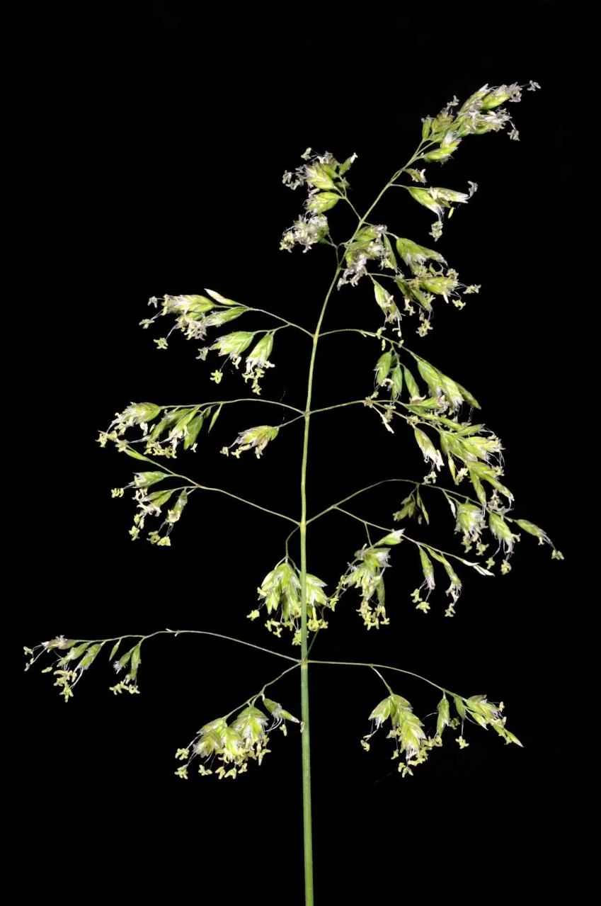Poa pratensis photograph from the Finnish Biodiversity Information Facility
