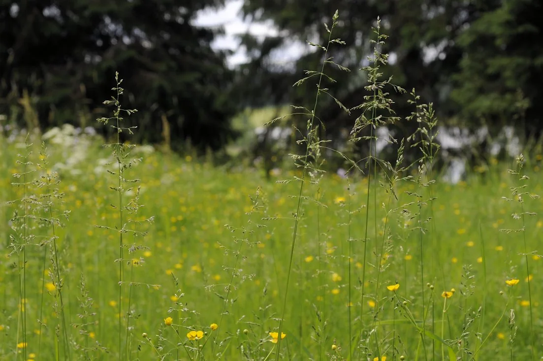 Poa pratensis photograph from the Finnish Biodiversity Information Facility