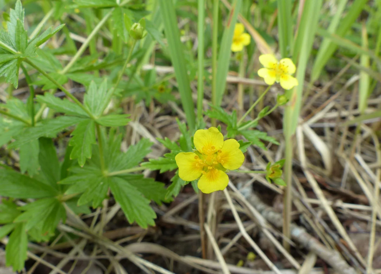 Potentilla erecta photograph from the Finnish Biodiversity Information Facility