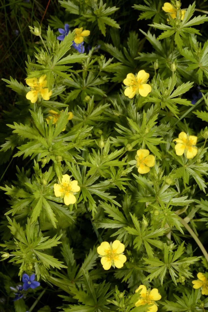 Potentilla erecta photograph from the Finnish Biodiversity Information Facility