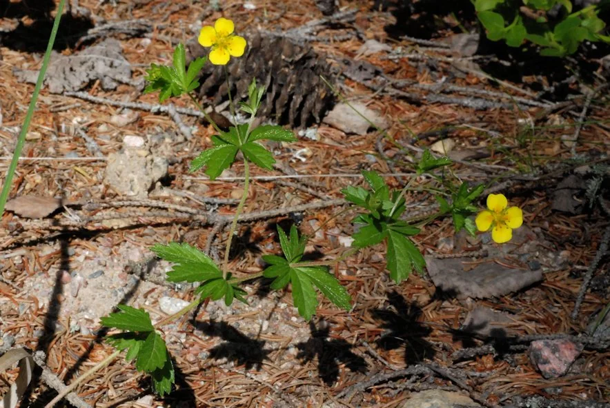 Potentilla erecta photograph from the Finnish Biodiversity Information Facility
