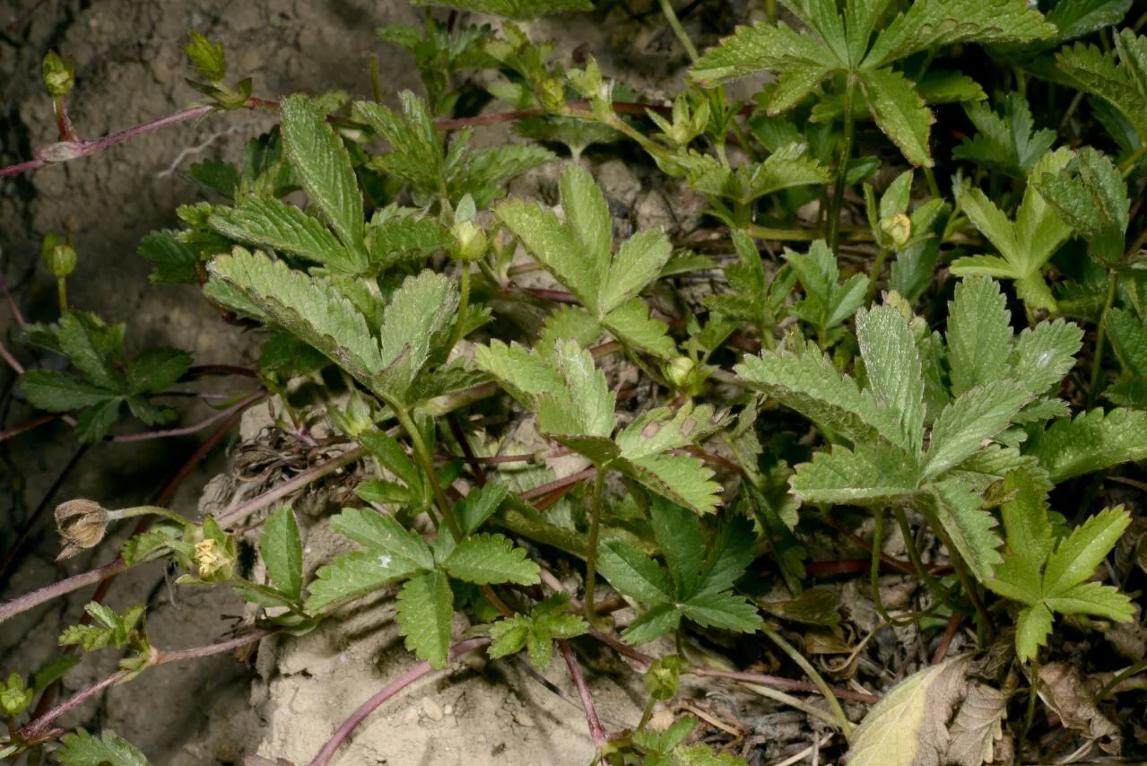 Potentilla reptans photograph from the Finnish Biodiversity Information Facility