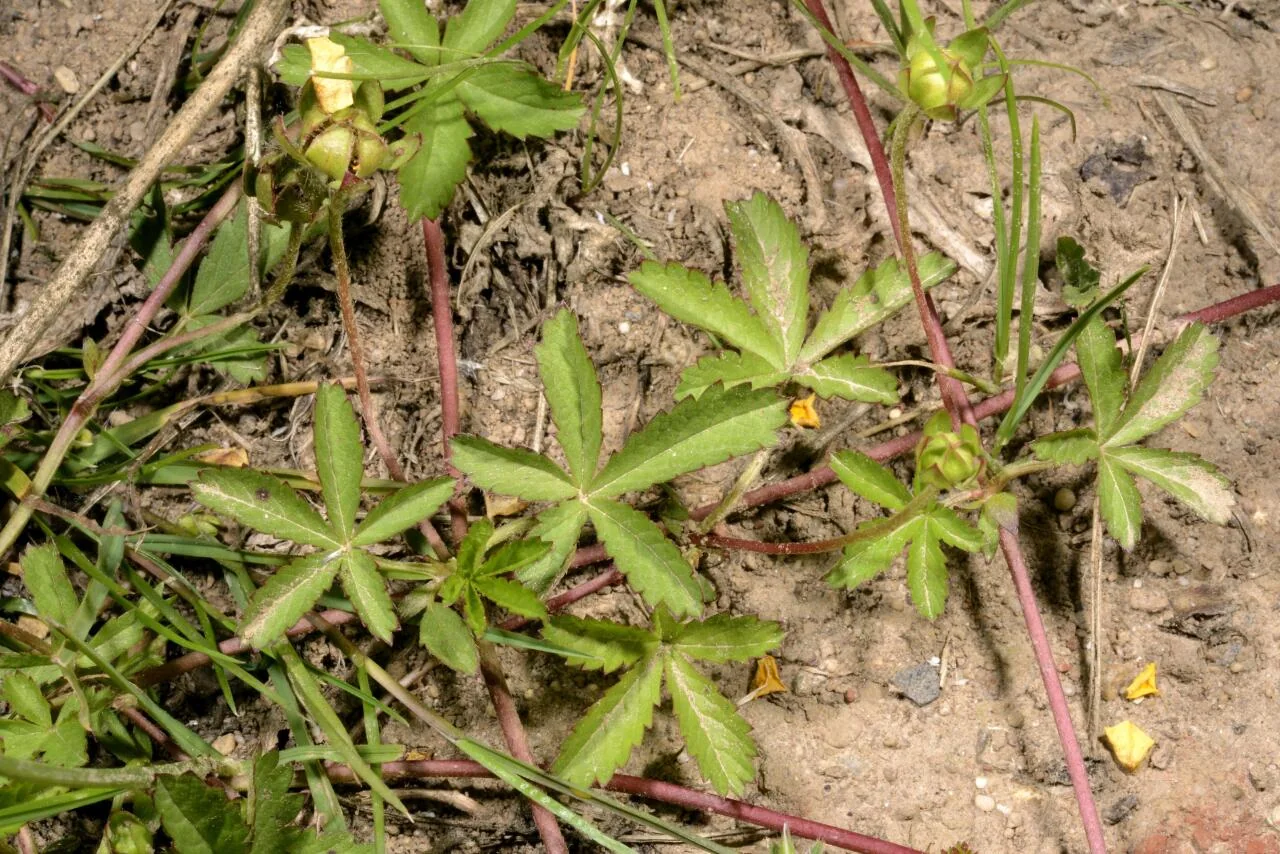 Potentilla reptans photograph from the Finnish Biodiversity Information Facility