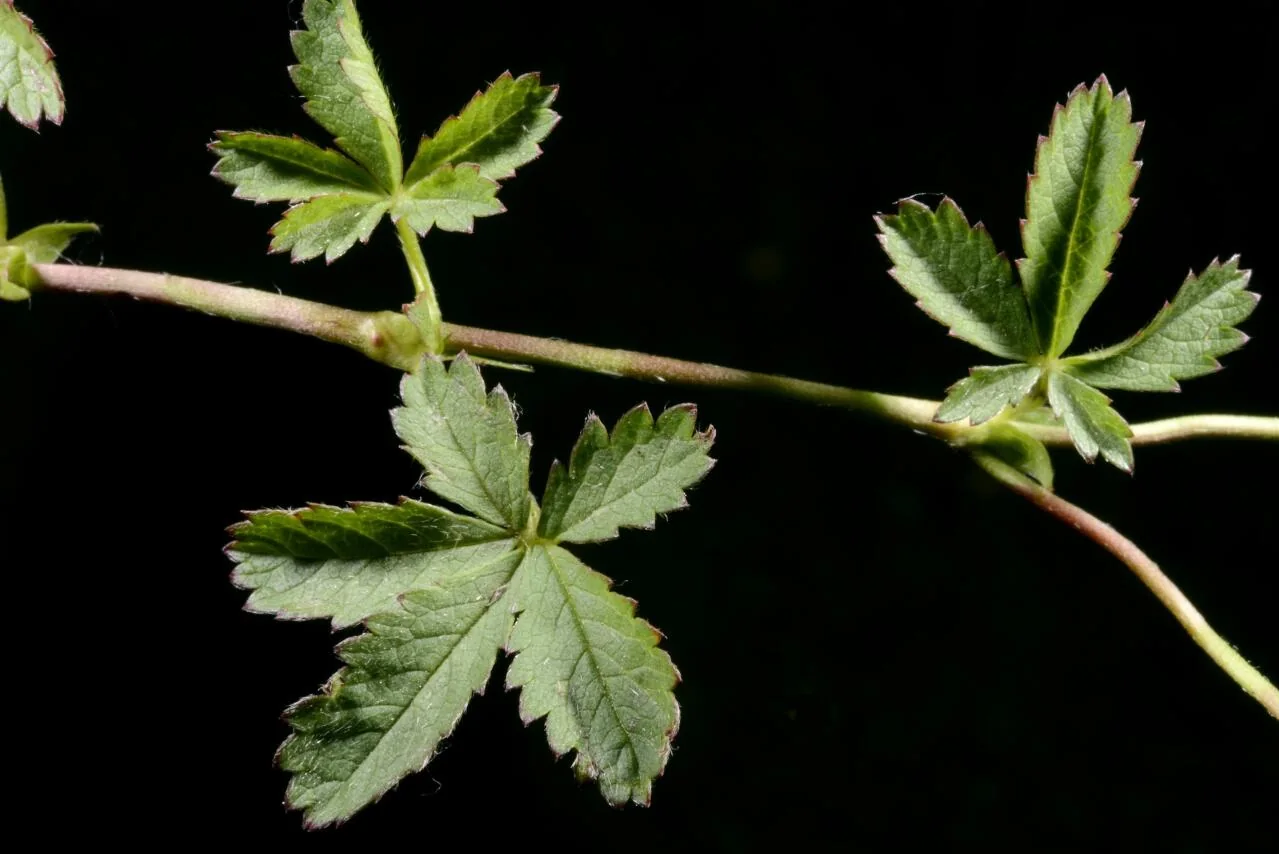 Potentilla reptans photograph from the Finnish Biodiversity Information Facility